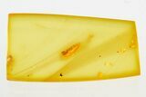 Fossil Predaceous Beetle Larva (Coleoptera) in Baltic Amber #284588-1